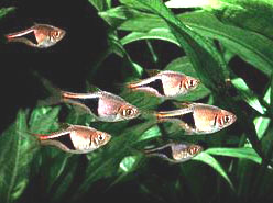 1300 litres - Page 12 Rasbora_Heteromorpha